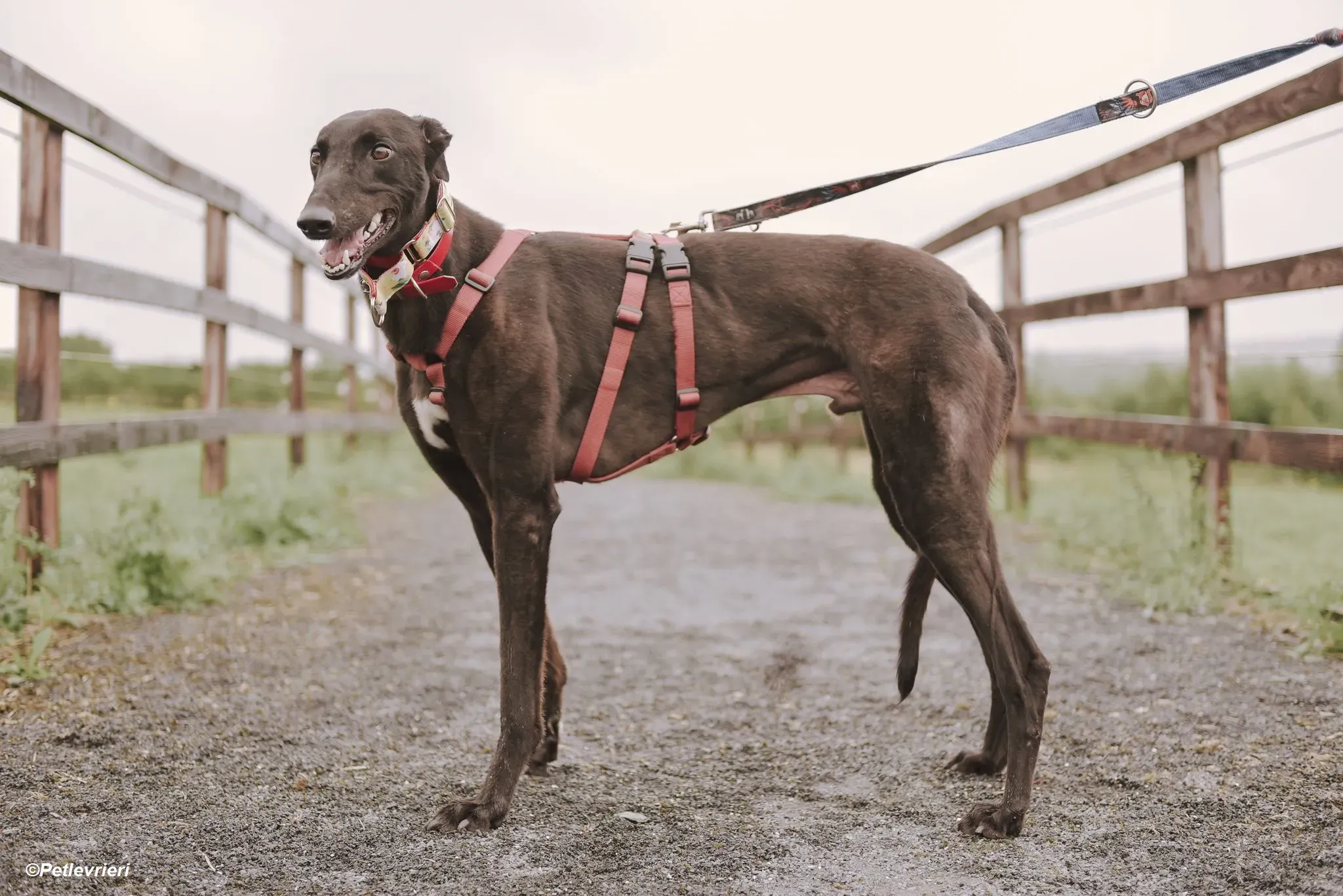 Blackie adozione levrieri greyhound 5