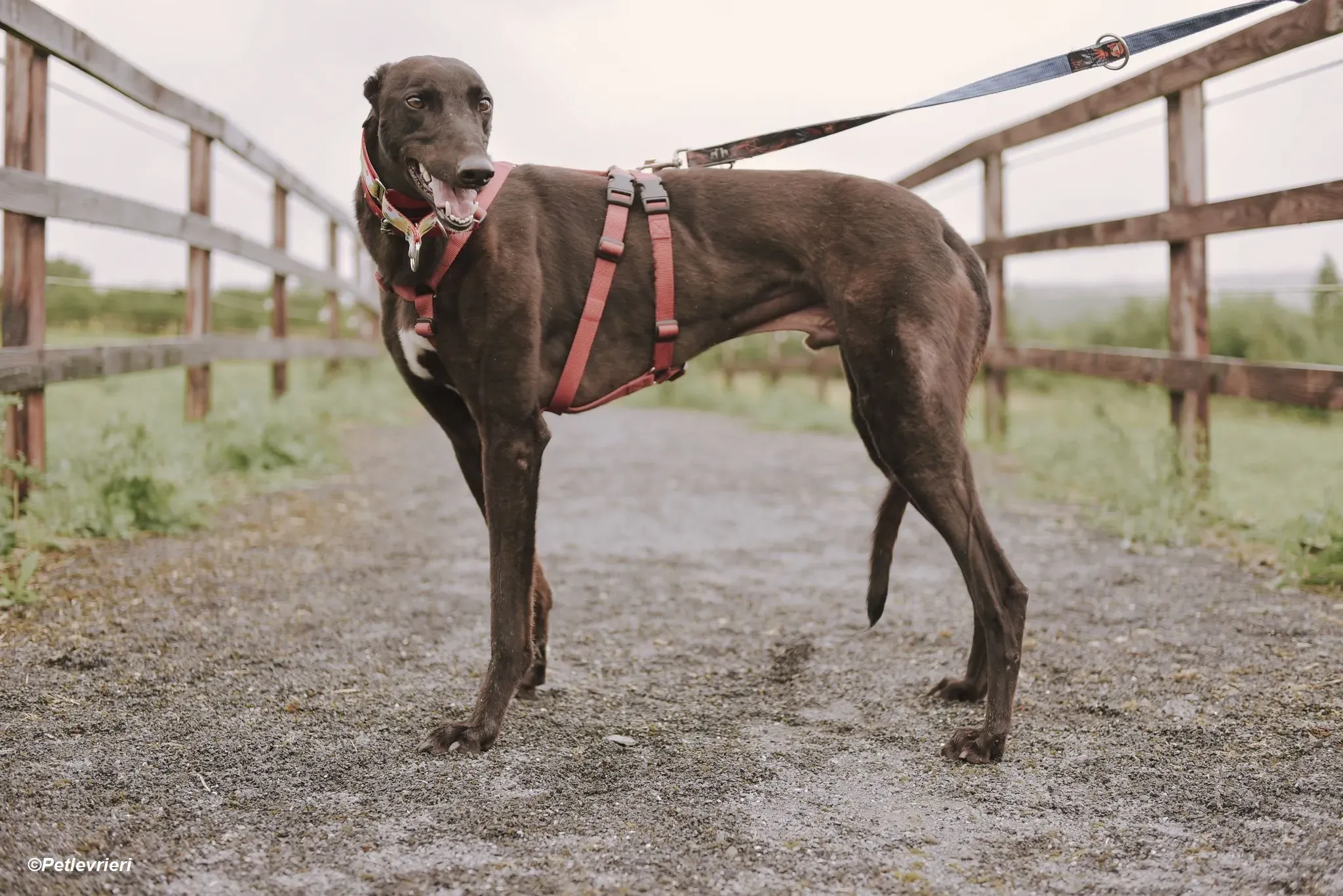 Blackie adozione levrieri greyhound 6