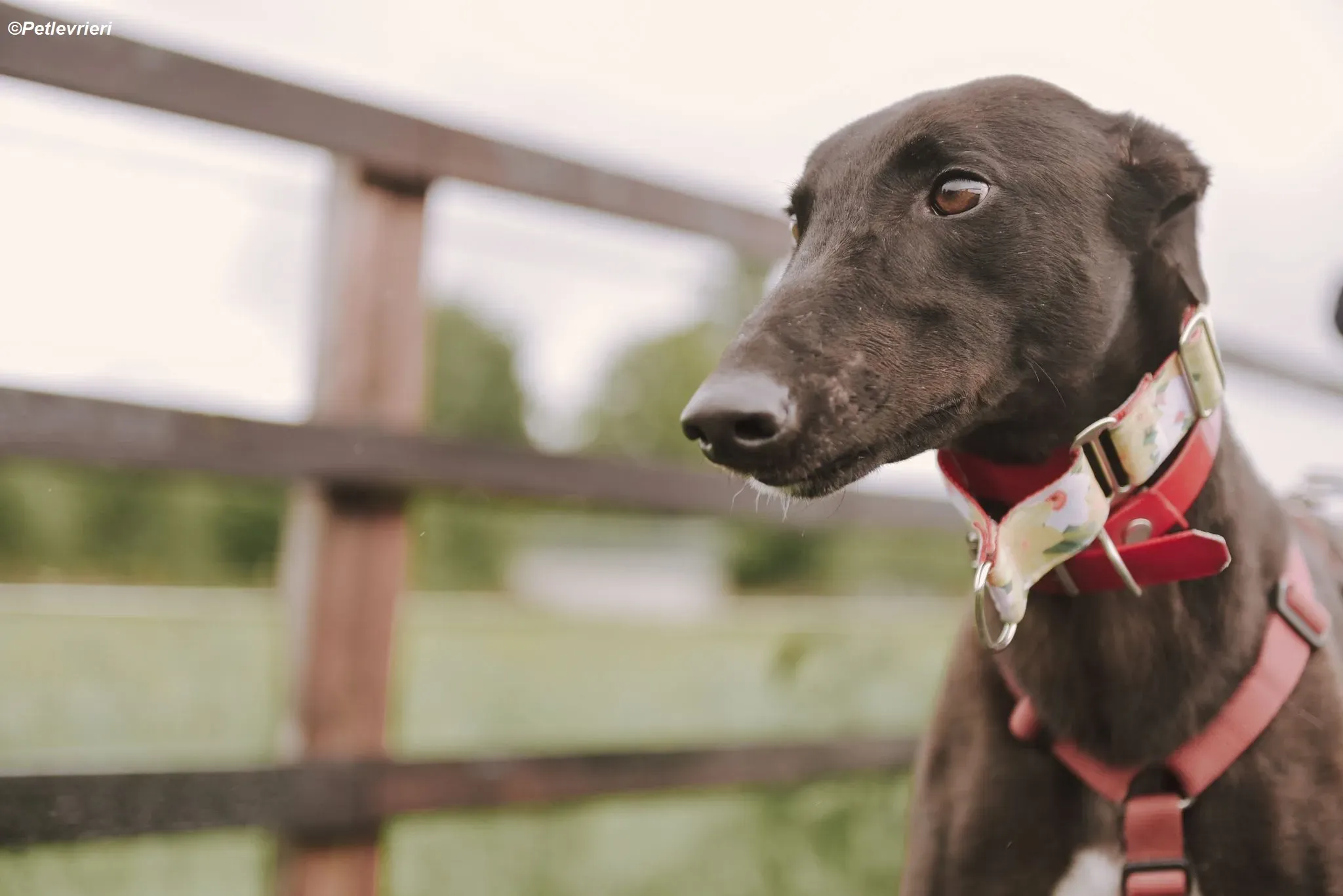 Blackie adozione levrieri greyhound 65