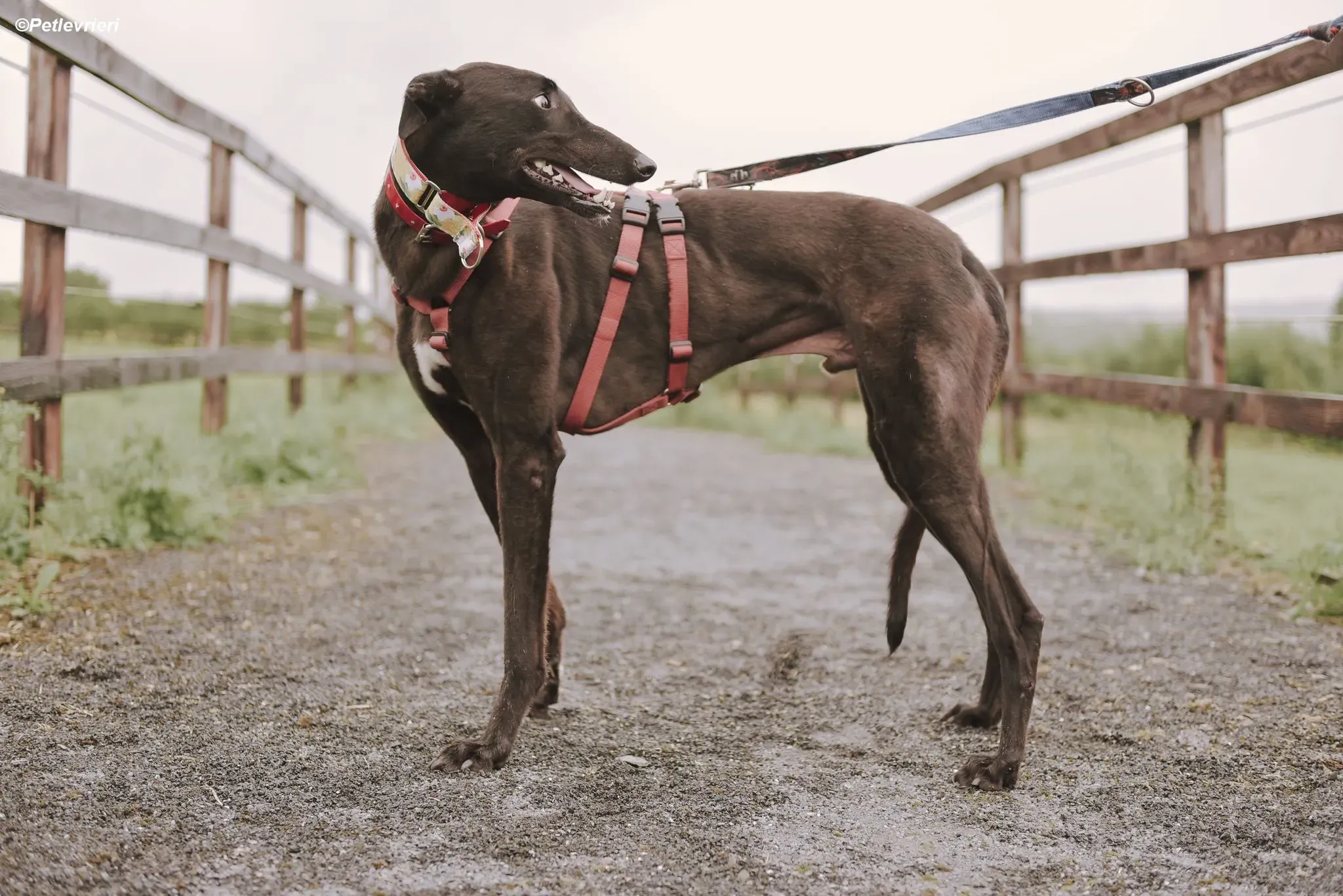Blackie adozione levrieri greyhound 7