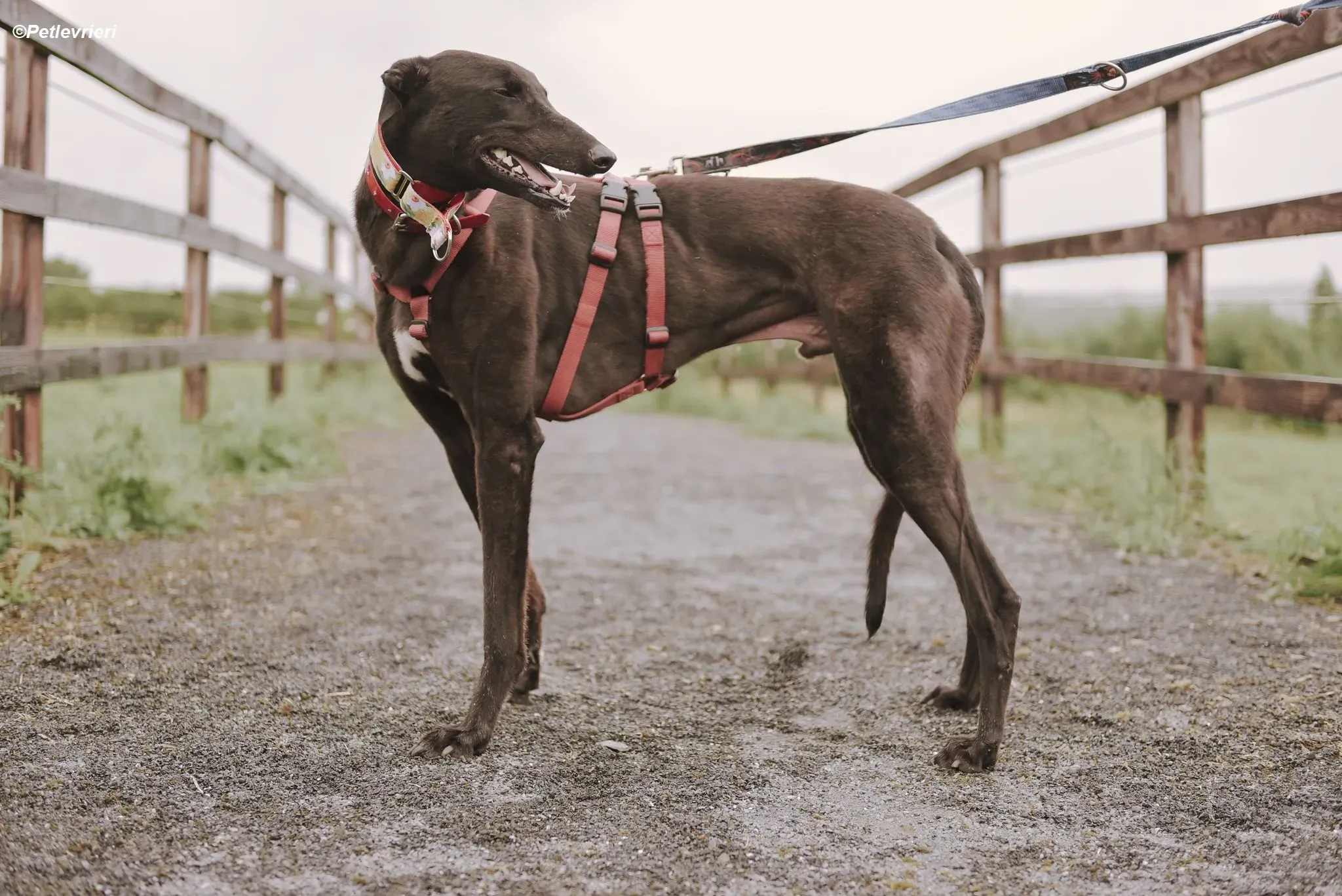 Blackie adozione levrieri greyhound 8