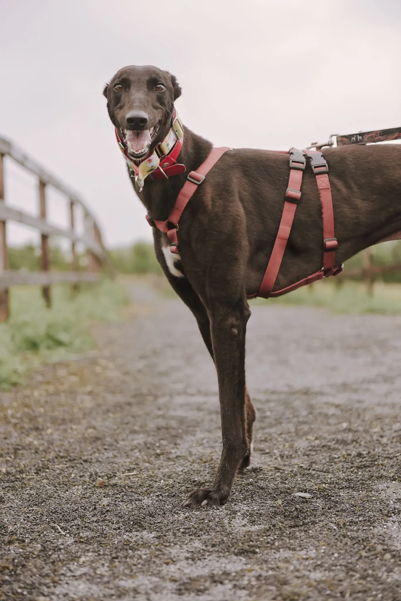 Blackie adozione levrieri greyhound 9