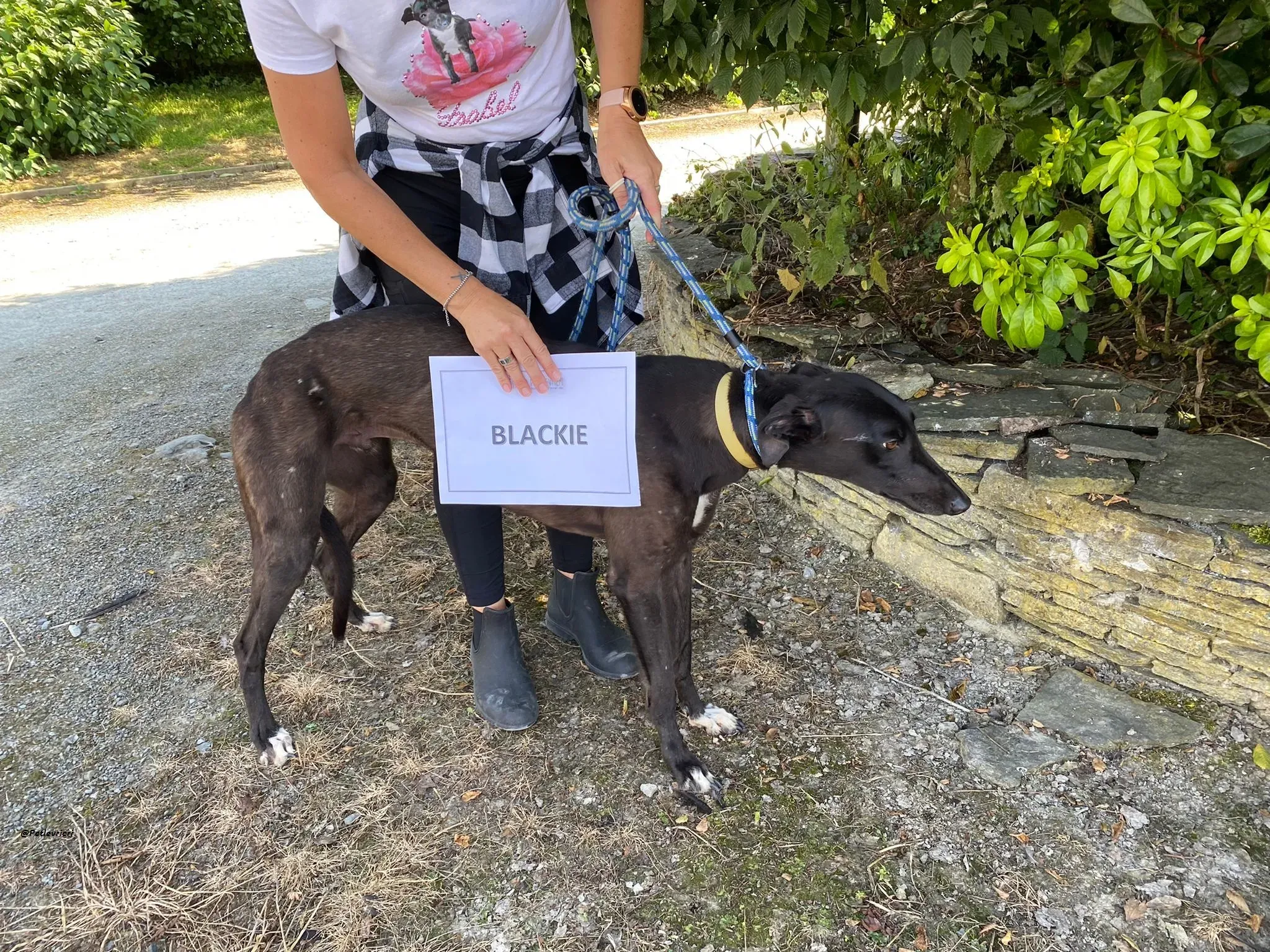 Blackie greyhound adozionelevrieri 1