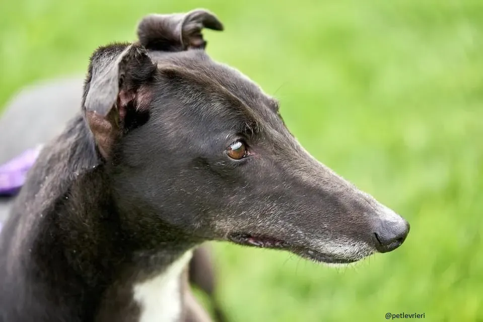 Blackie greyhound adozionelevrieri 1day 1