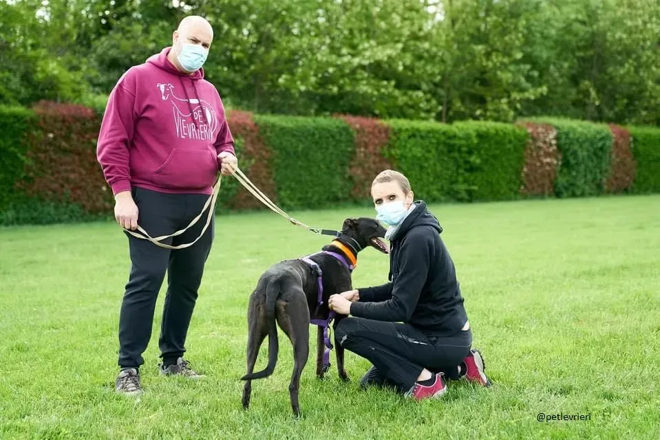 Blackie greyhound adozionelevrieri 1day 2