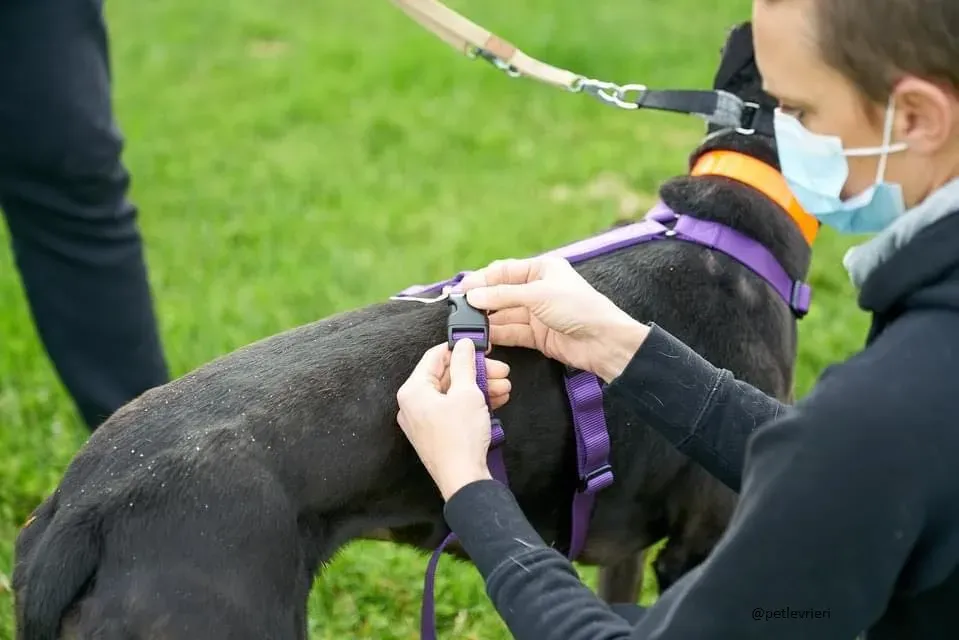 Blackie greyhound adozionelevrieri 1day 3