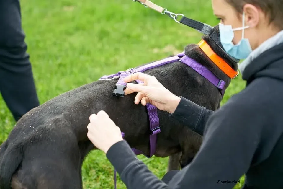 Blackie greyhound adozionelevrieri 1day 4