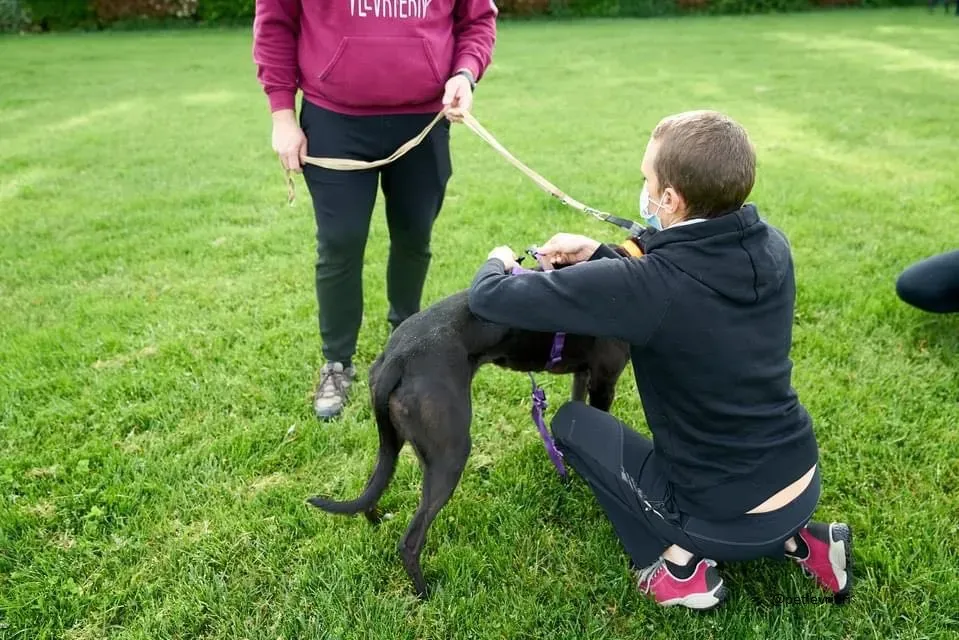 Blackie greyhound adozionelevrieri 1day 5