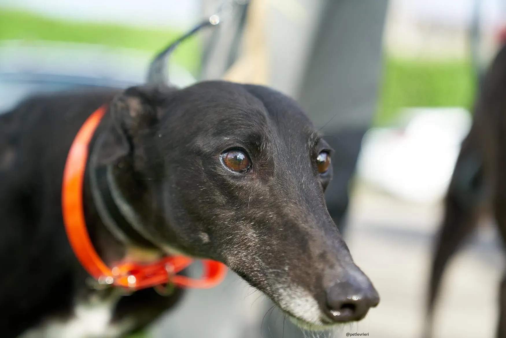 Blackie greyhound adozionelevrieri 1day 6