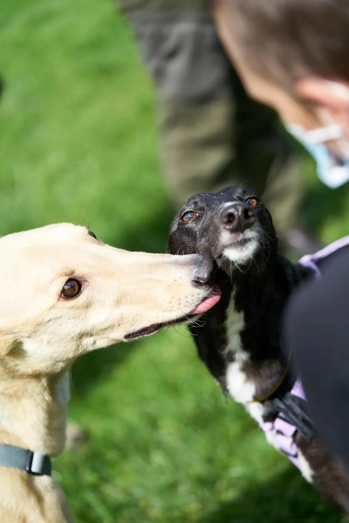 Blackie greyhound adozionelevrieri 1day 7