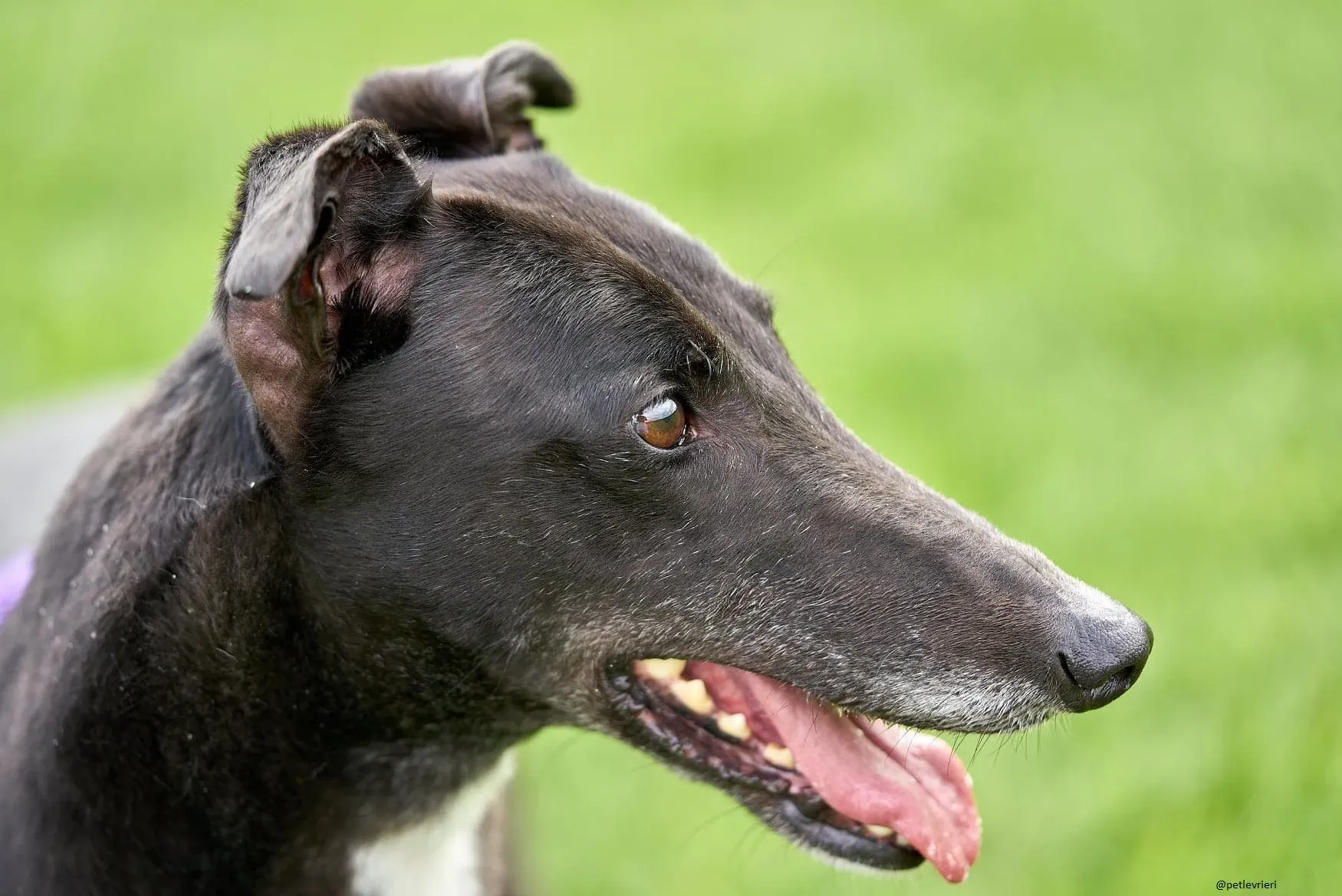 Blackie greyhound adozionelevrieri 1day 8