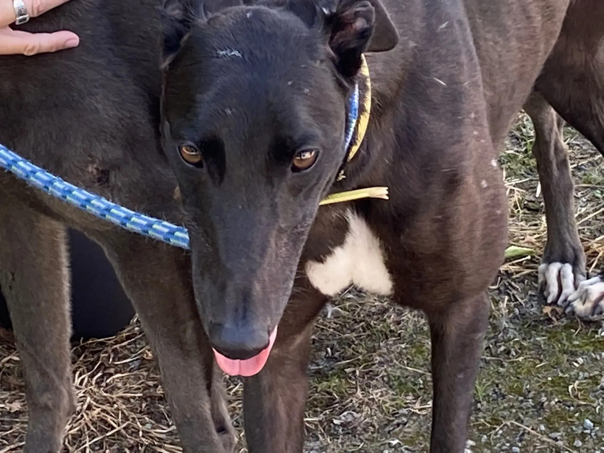 Blackie greyhound adozionelevrieri 2