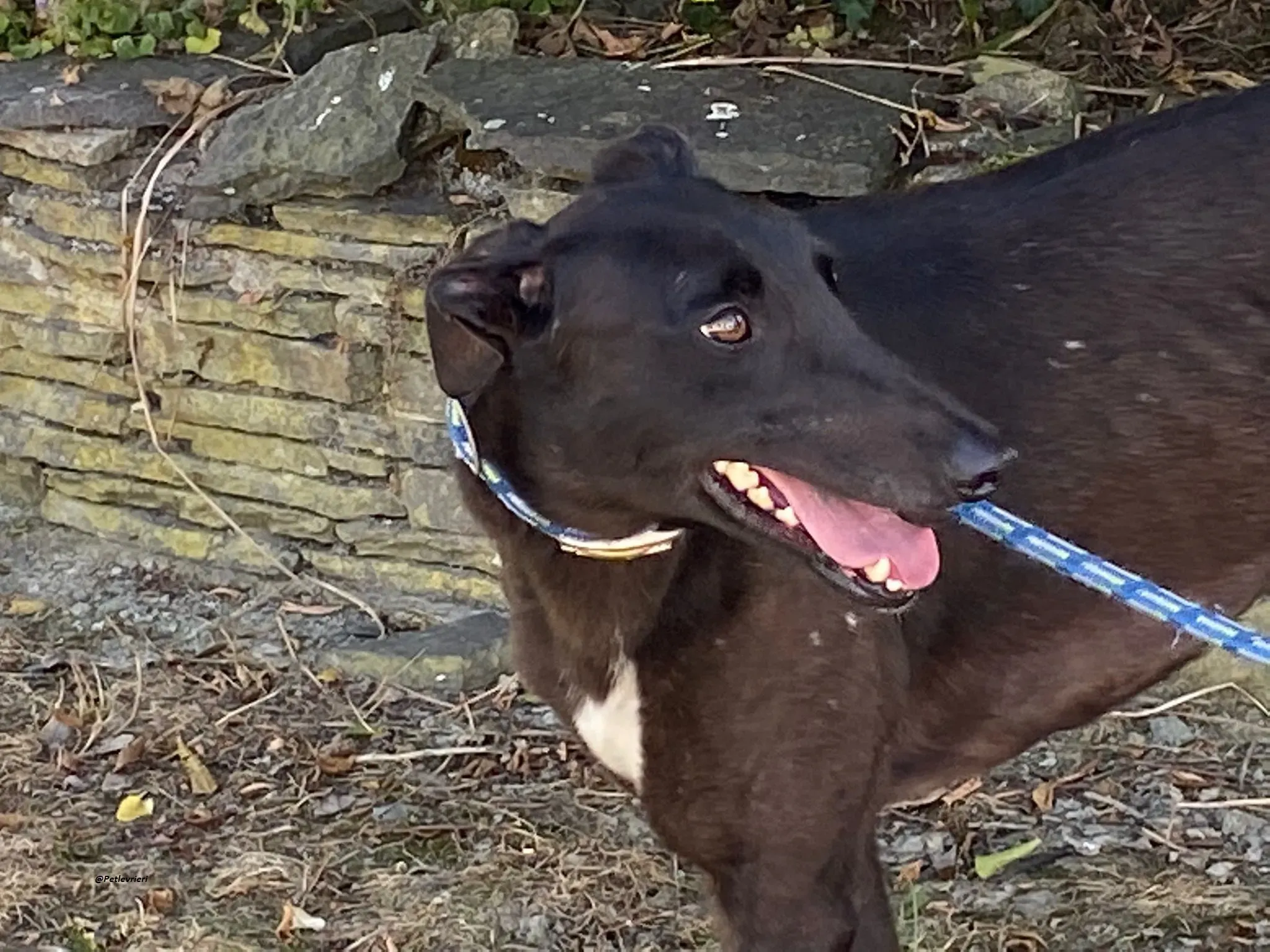 Blackie greyhound adozionelevrieri 3