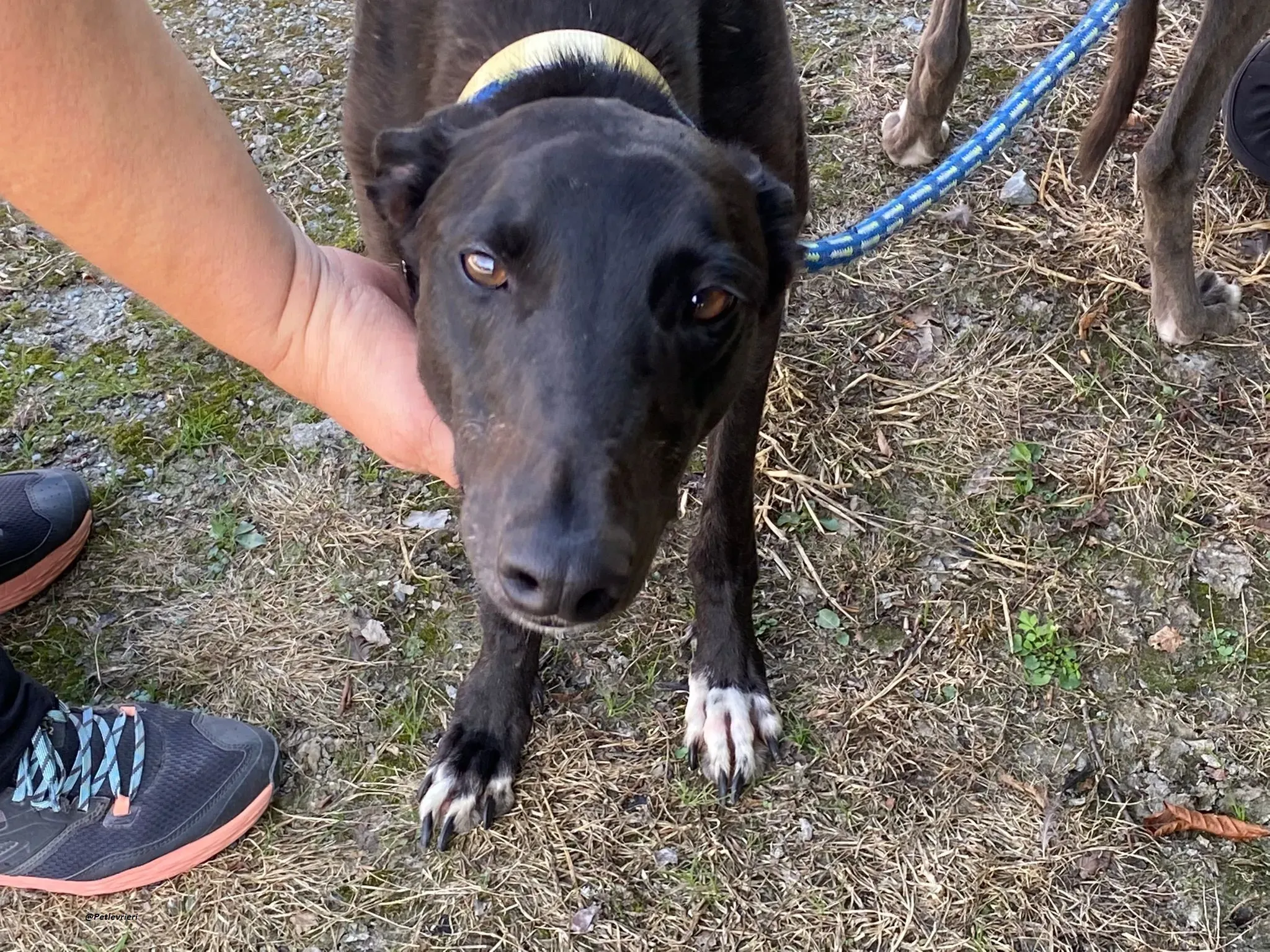 Blackie greyhound adozionelevrieri 4