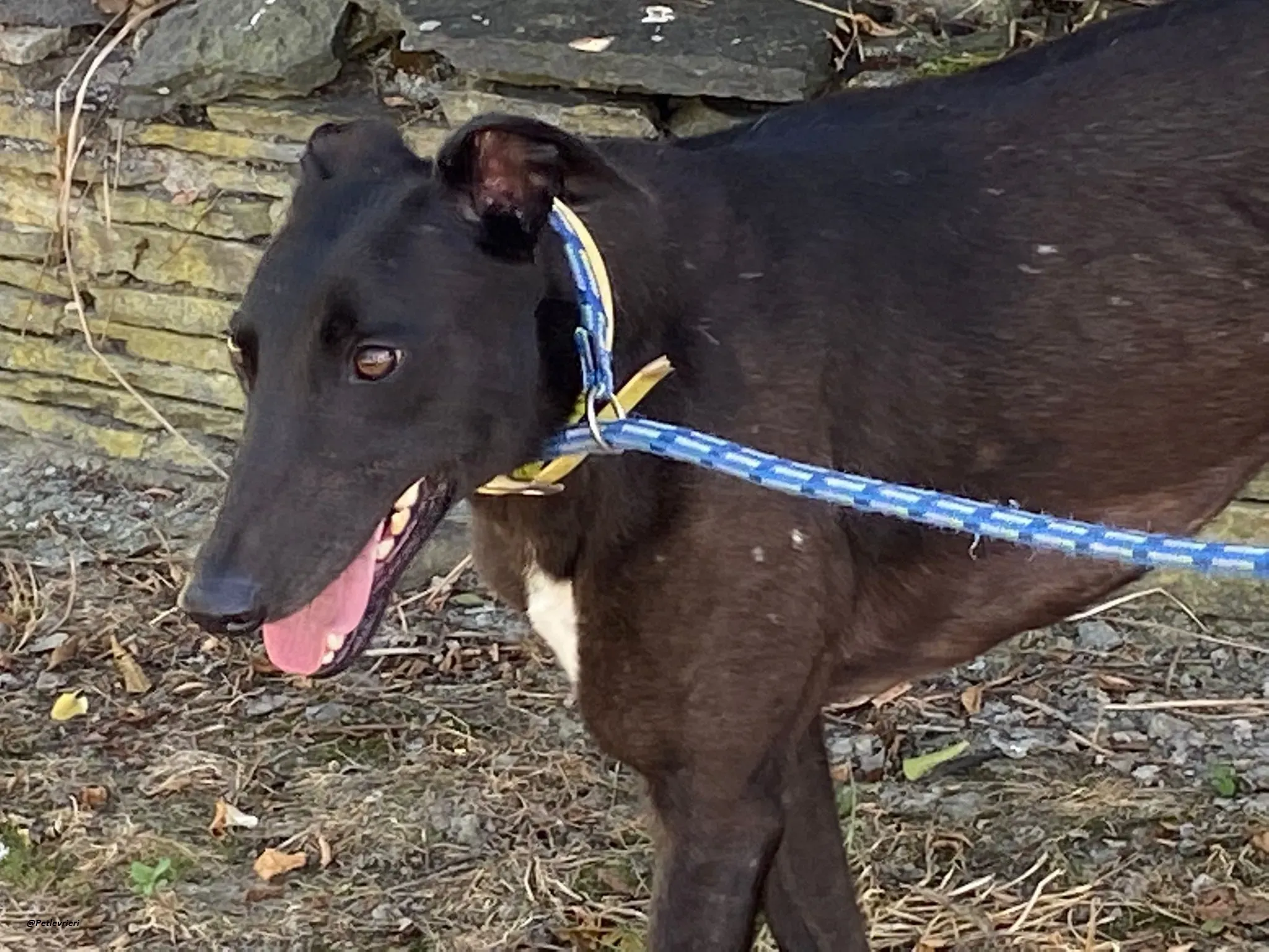 Blackie greyhound adozionelevrieri 5