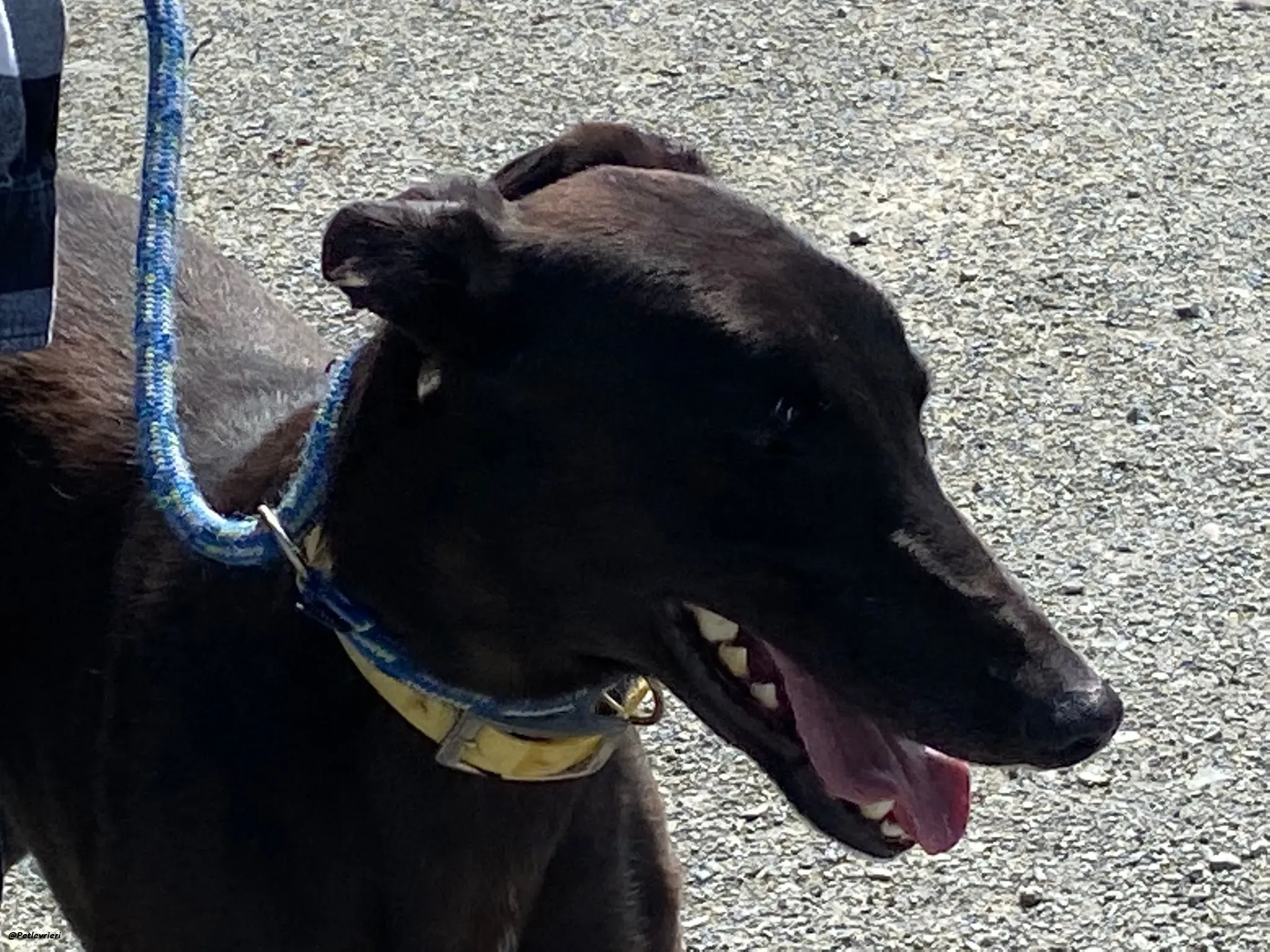 Blackie greyhound adozionelevrieri 6