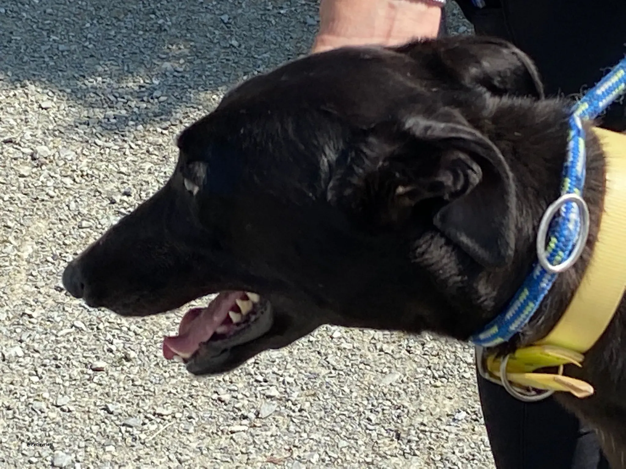 Blackie greyhound adozionelevrieri 7