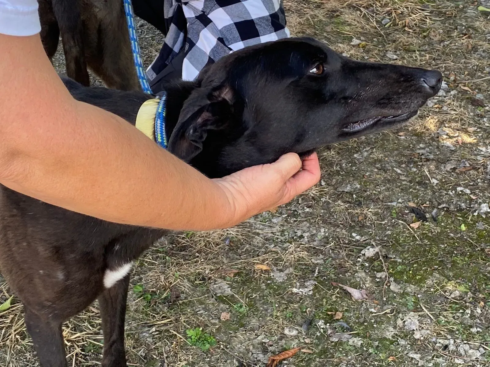 Blackie greyhound adozionelevrieri 8