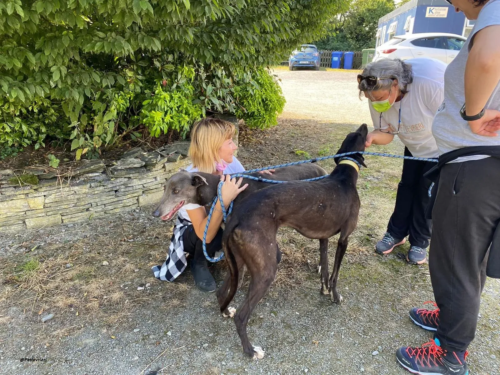 Blackie greyhound adozionelevrieri 9 1