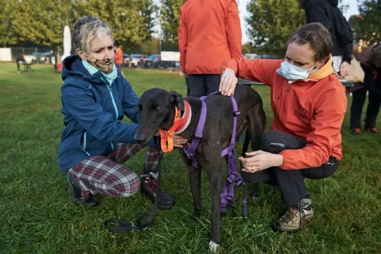 Blackie greyhound black dog primo giorno  adozione levrieri 1