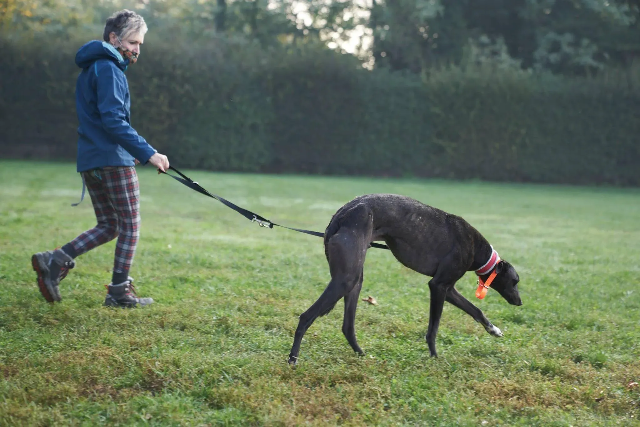Blackie greyhound black dog primo giorno  adozione levrieri 2