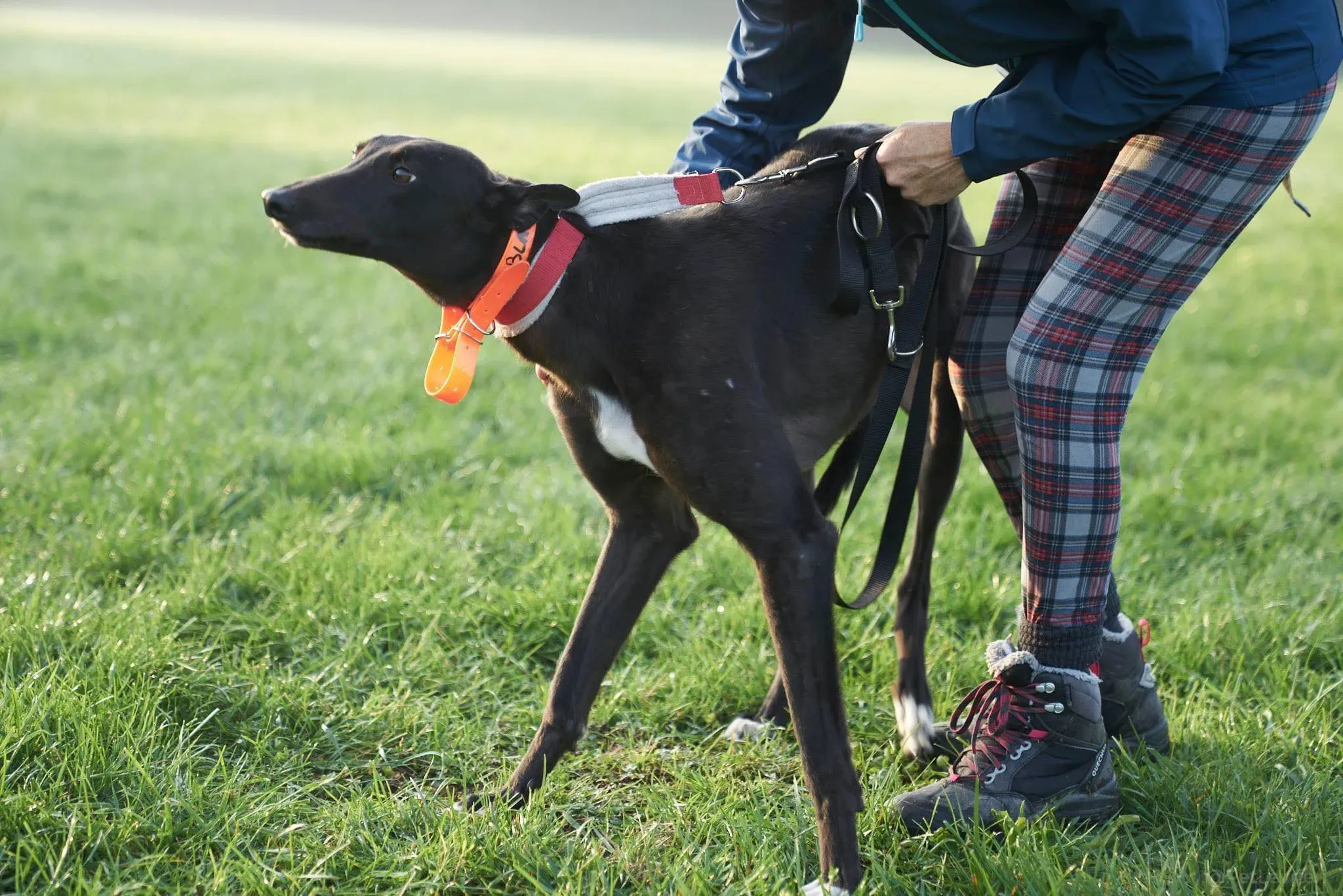 Blackie greyhound black dog primo giorno  adozione levrieri 3