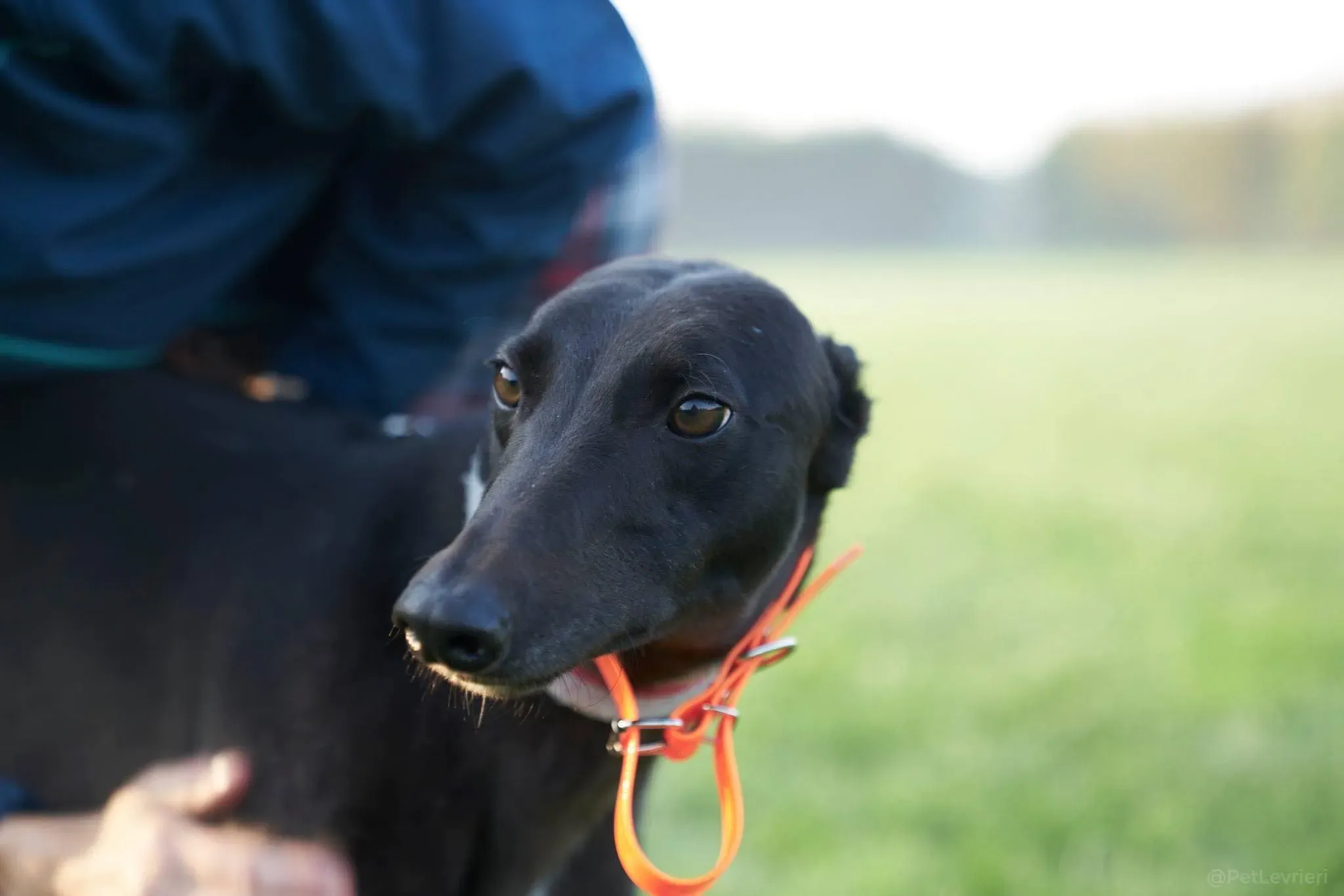 Blackie greyhound black dog primo giorno  adozione levrieri 4