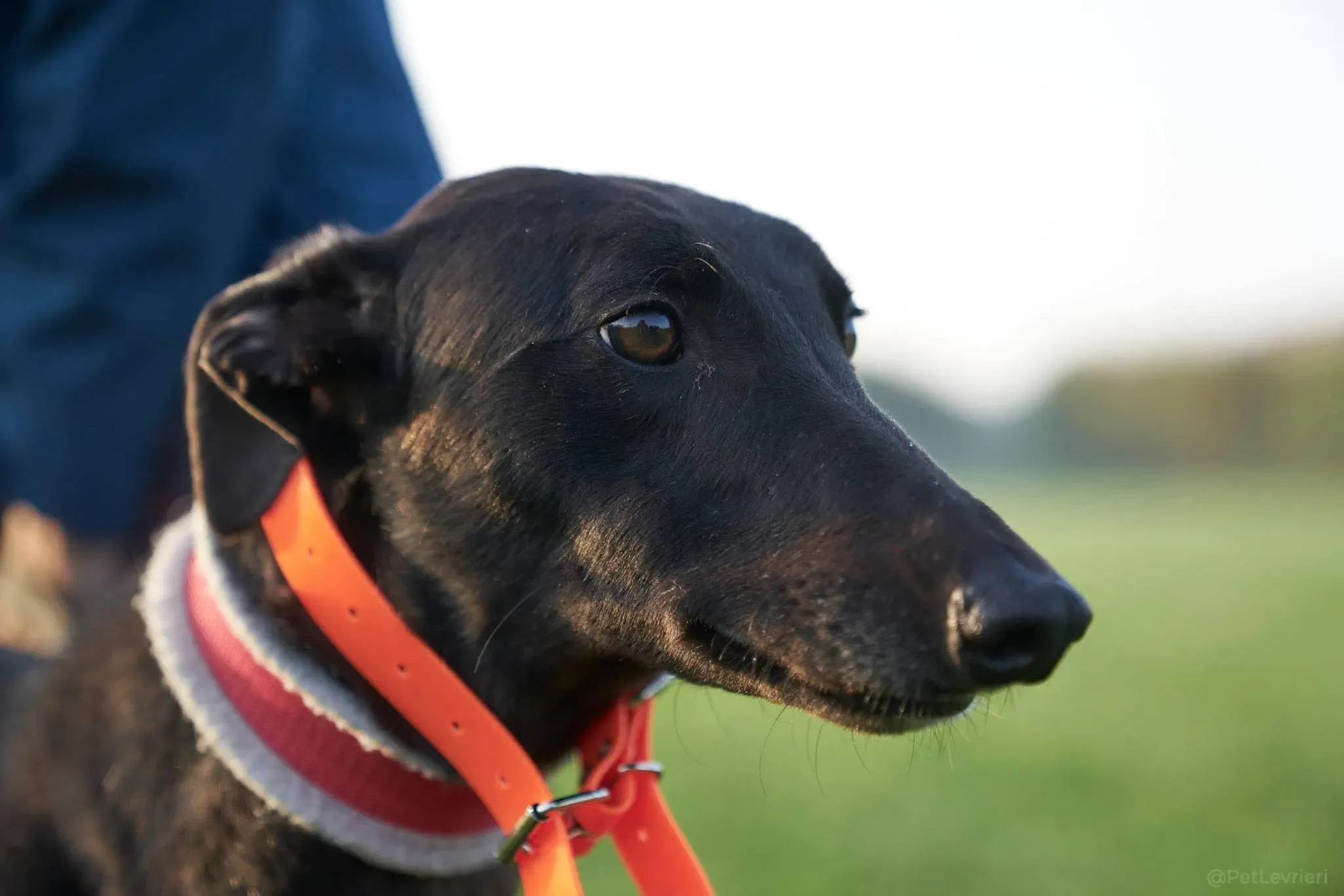 Blackie greyhound black dog primo giorno  adozione levrieri 5