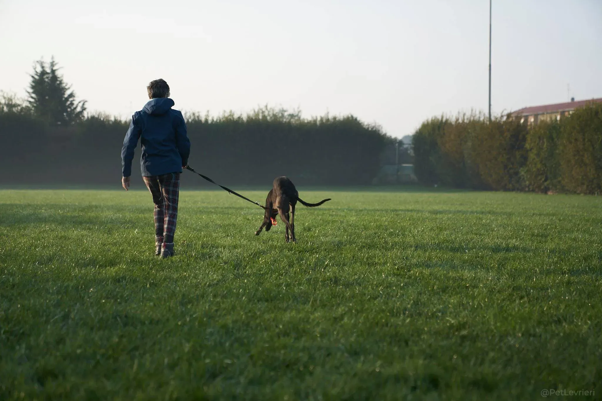 Blackie greyhound black dog primo giorno  adozione levrieri 6