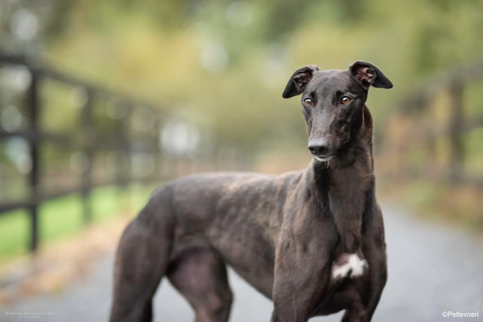 Blanche adozione levrieri greyhound 1