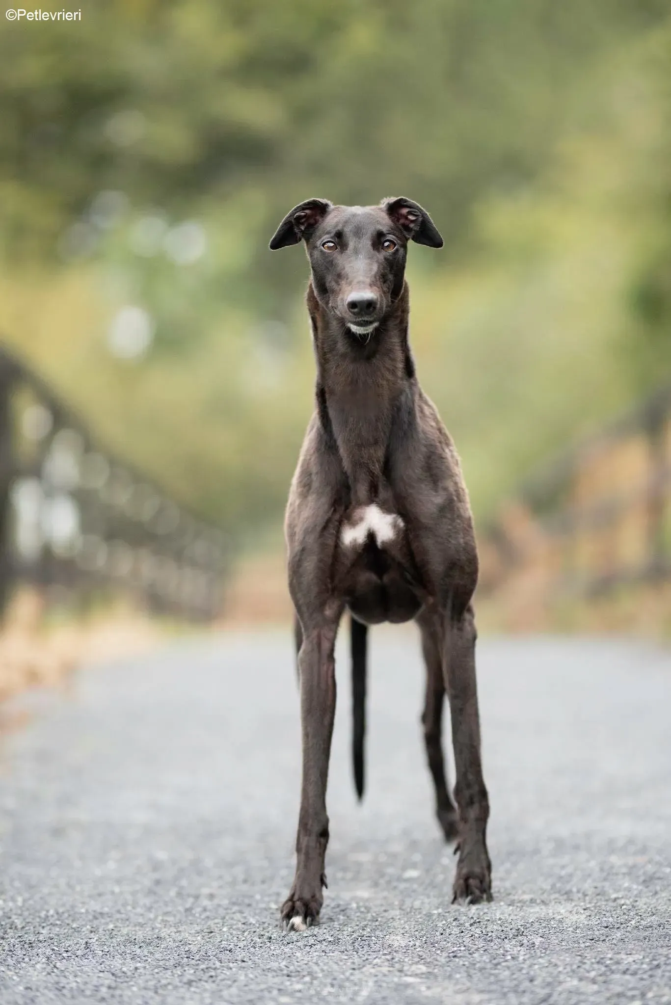 Blanche adozione levrieri greyhound 2