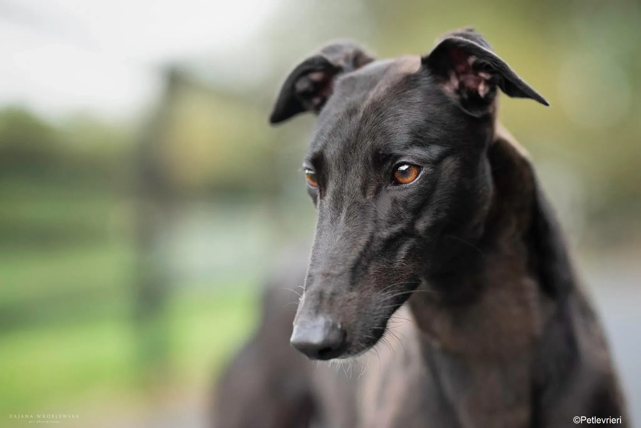 Blanche adozione levrieri greyhound 3