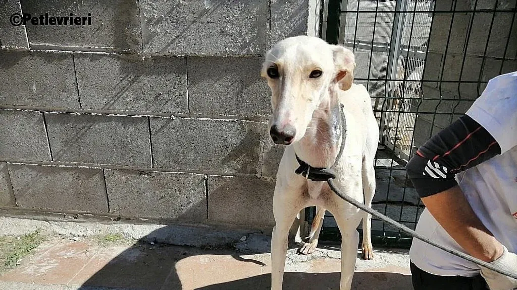 Blanquita 5401 adozione levrieri galgo 1