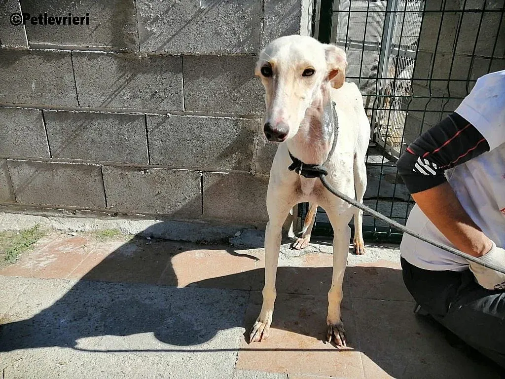 Blanquita 5401 adozione levrieri galgo