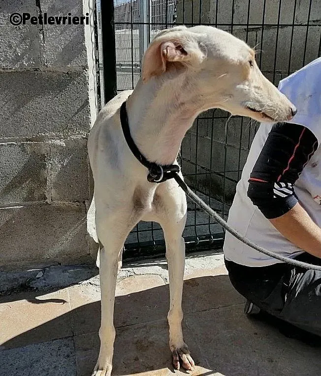 Blanquita 5401 adozione levrieri galgo