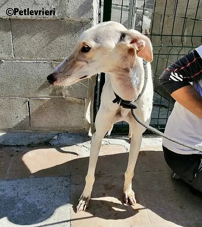Blanquita 5401 adozione levrieri galgo 1