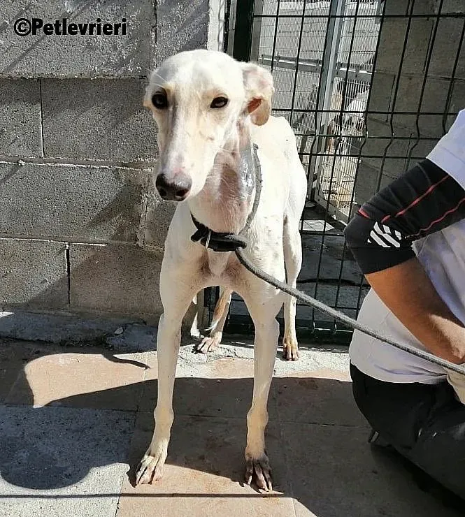 Blanquita 5401 adozione levrieri galgo 2
