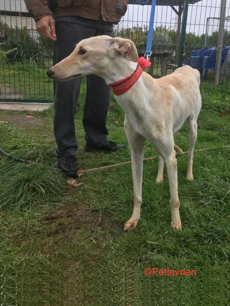 Blanquita adosione levrieri galgo 1