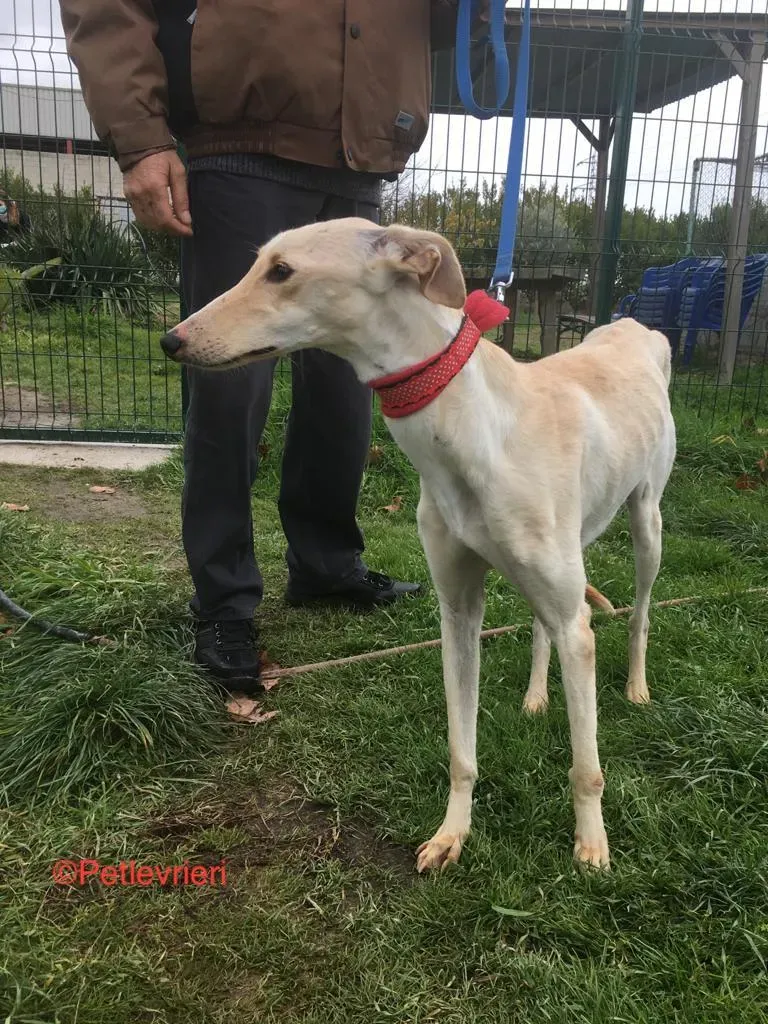 Blanquita adozione levrieri galgo 10