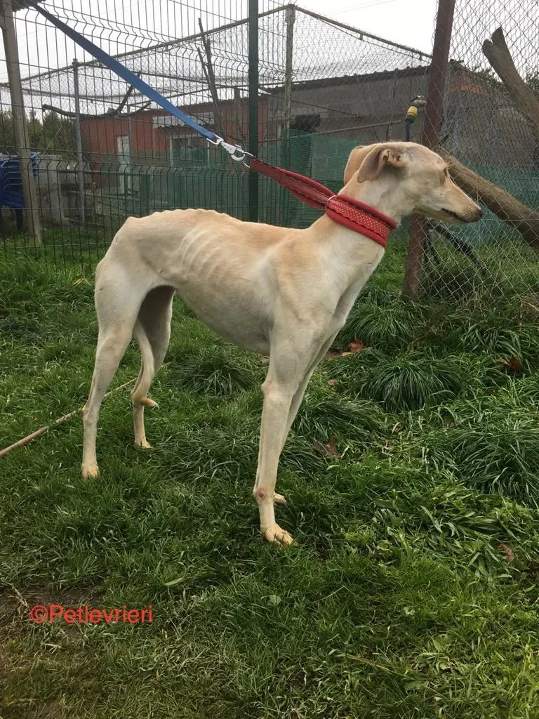 Blanquita adozione levrieri galgo 3
