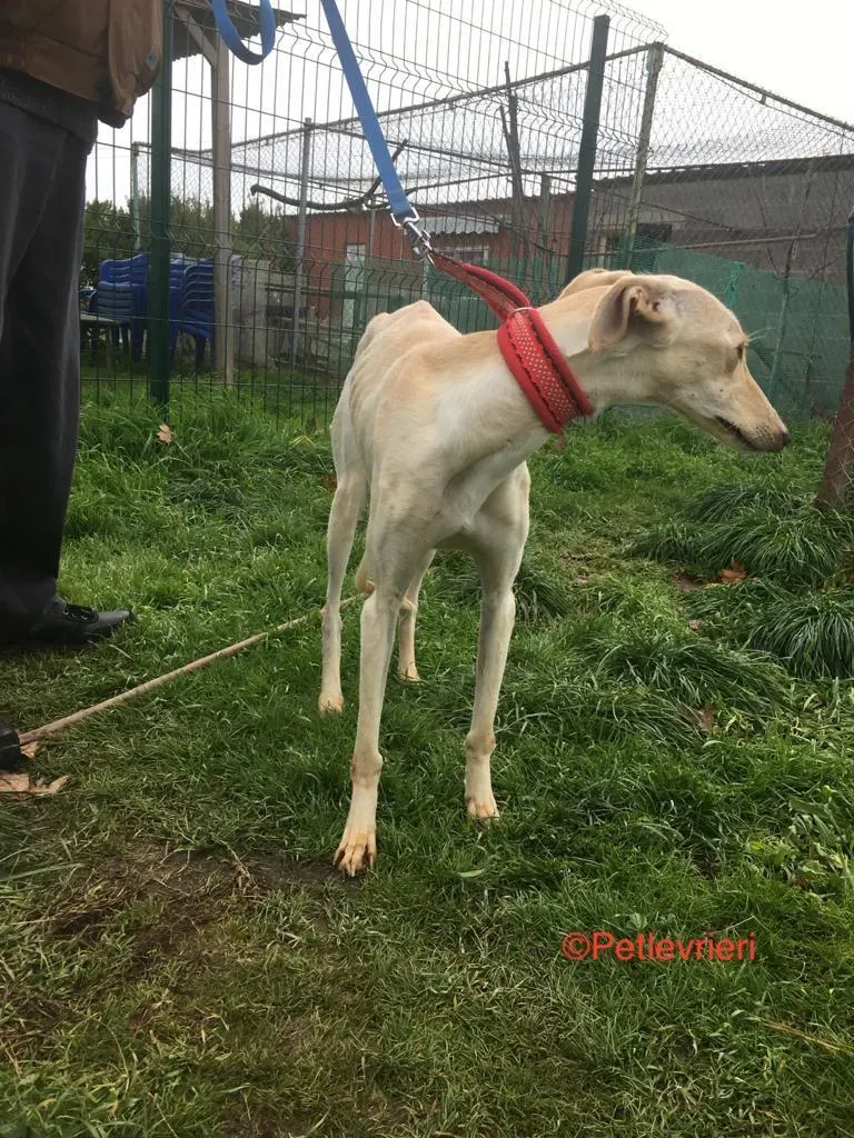 Blanquita adozione levrieri galgo 4
