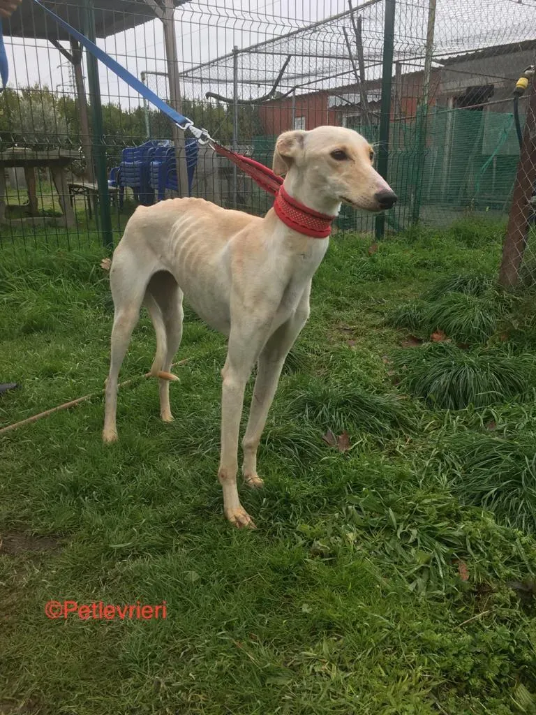 Blanquita adozione levrieri galgo 5