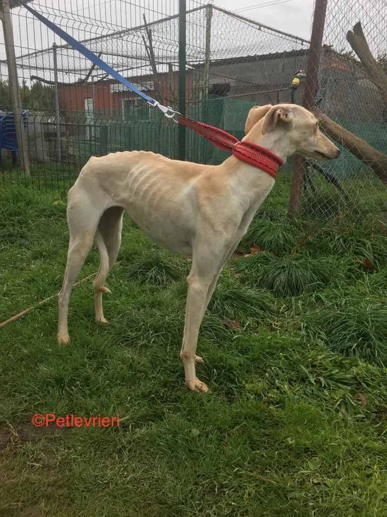 Blanquita adozione levrieri galgo 6