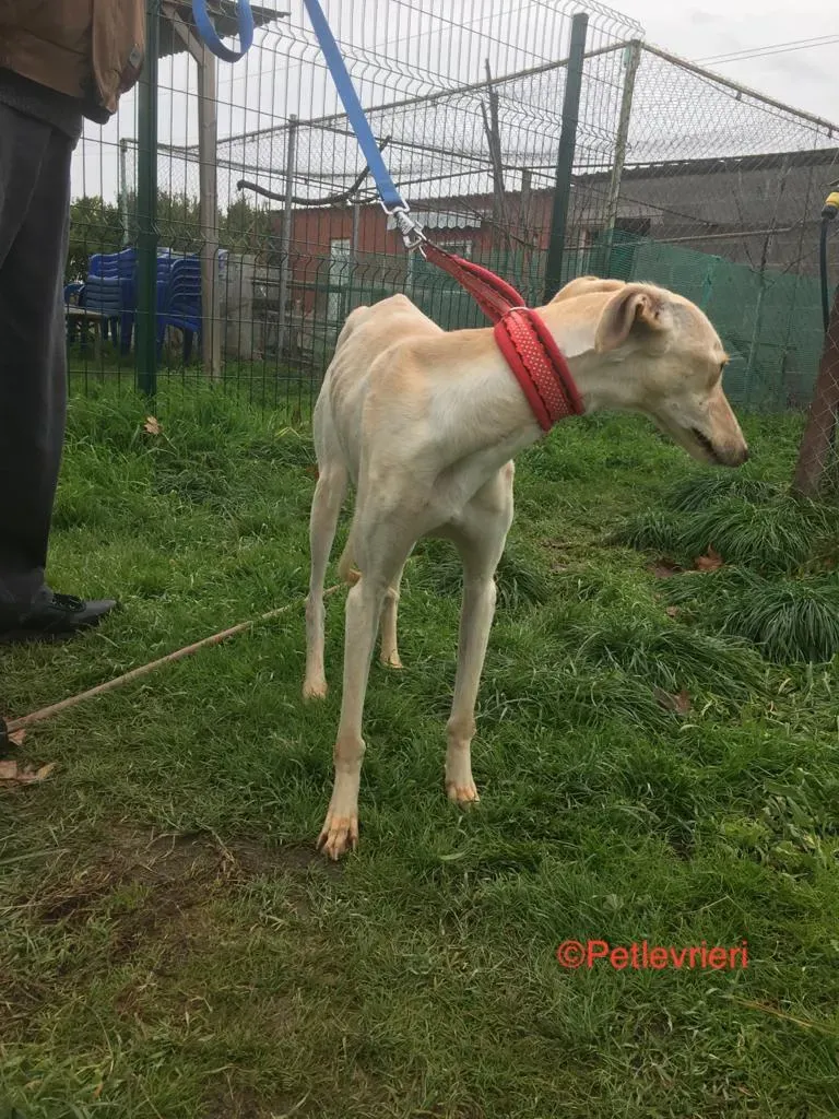 Blanquita adozione levrieri galgo 7