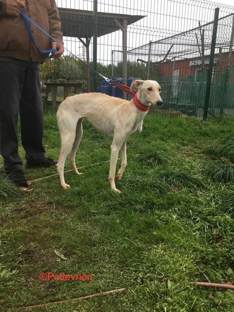 Blanquita adozione levrieri galgo 8