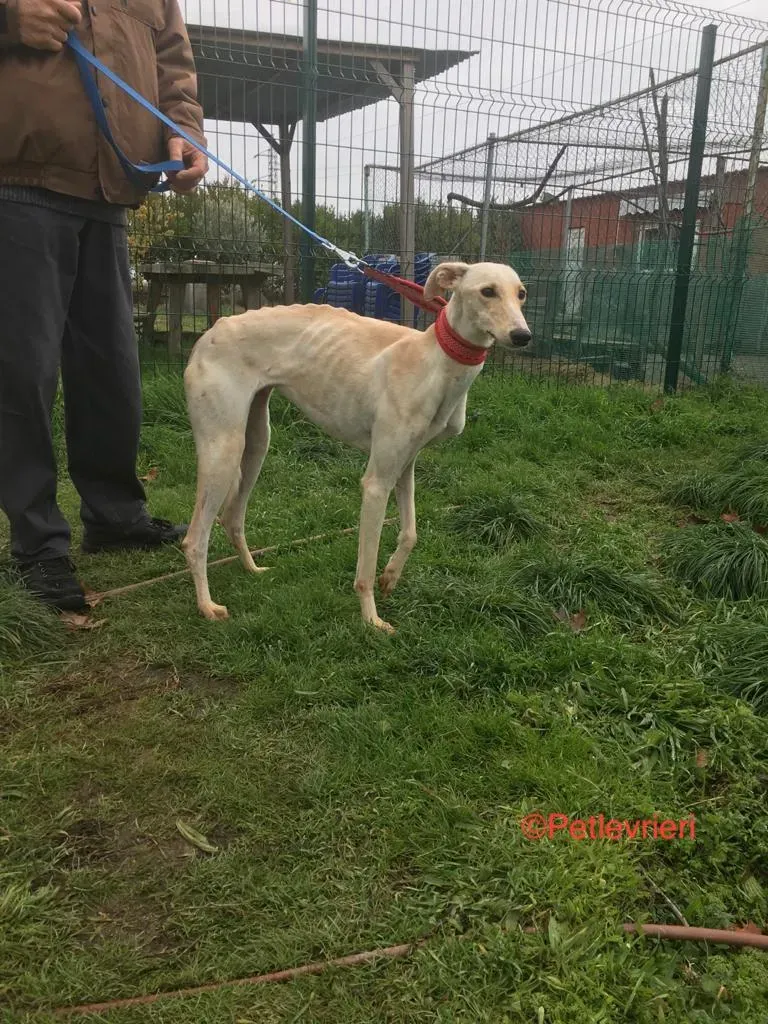 Blanquita adozione levrieri galgo 9