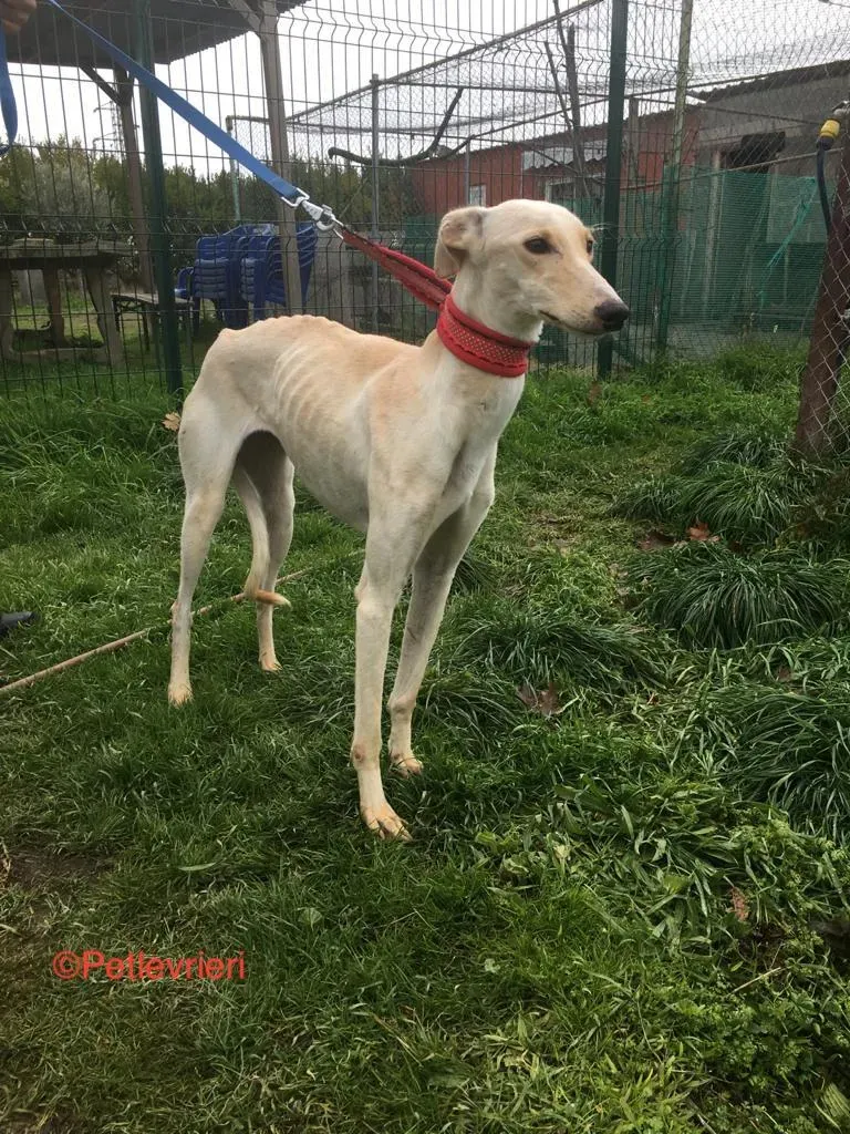 Blanquita adozioni levrieri galgo 2