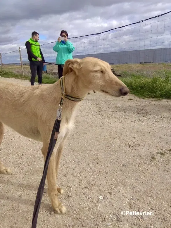 Bloom 9541 adozione levriero galgo 01