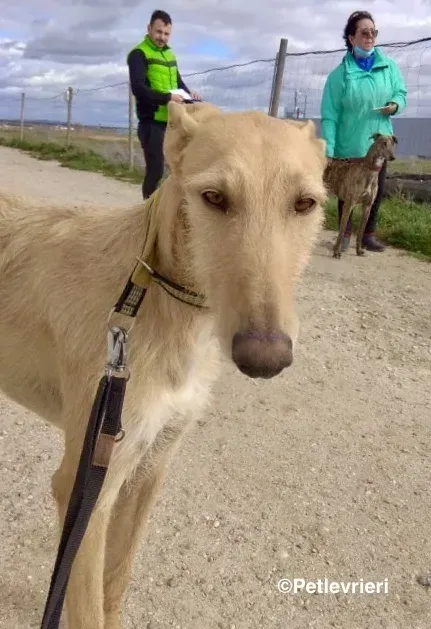 Bloom 9541 adozione levriero galgo 02