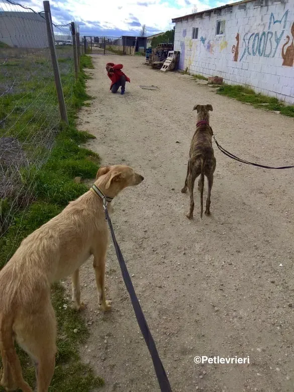 Bloom 9541 adozione levriero galgo 03